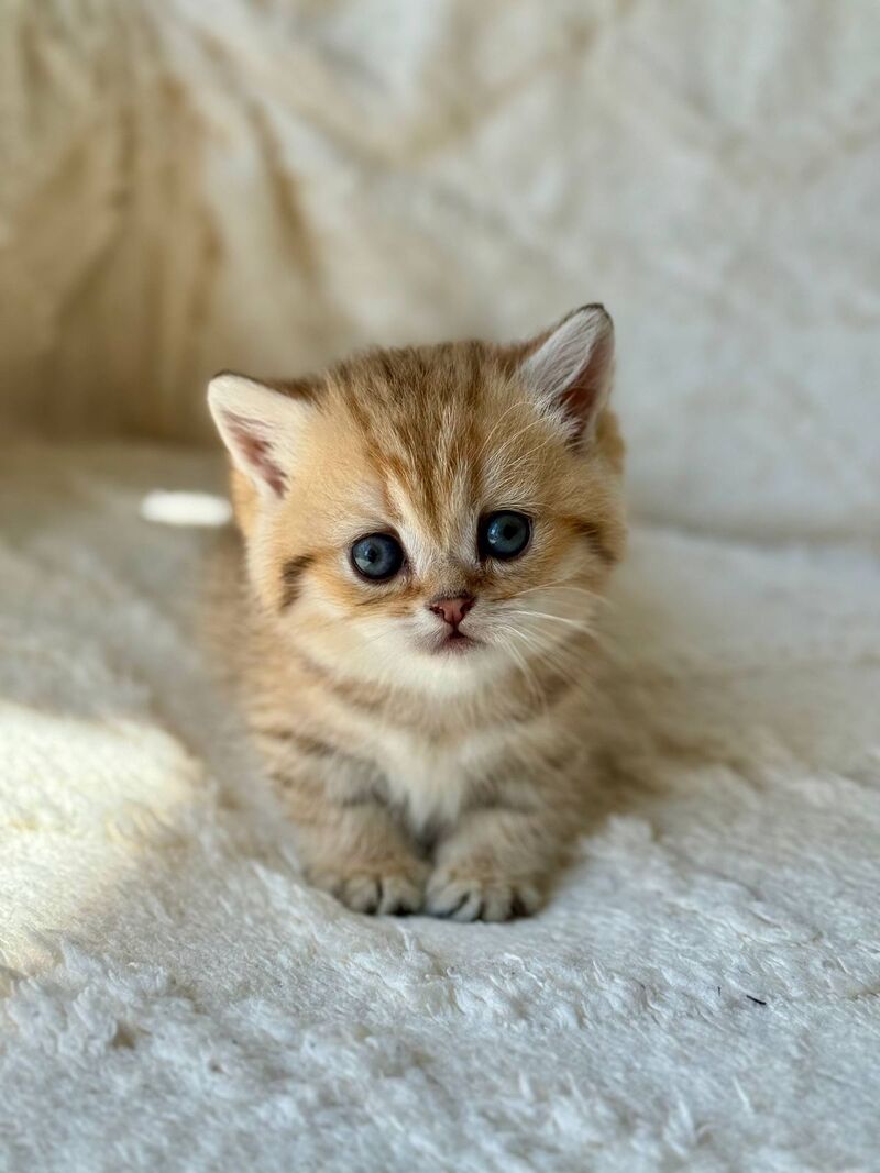 Ziva Munchkin female black golden spotted tabby - live animals