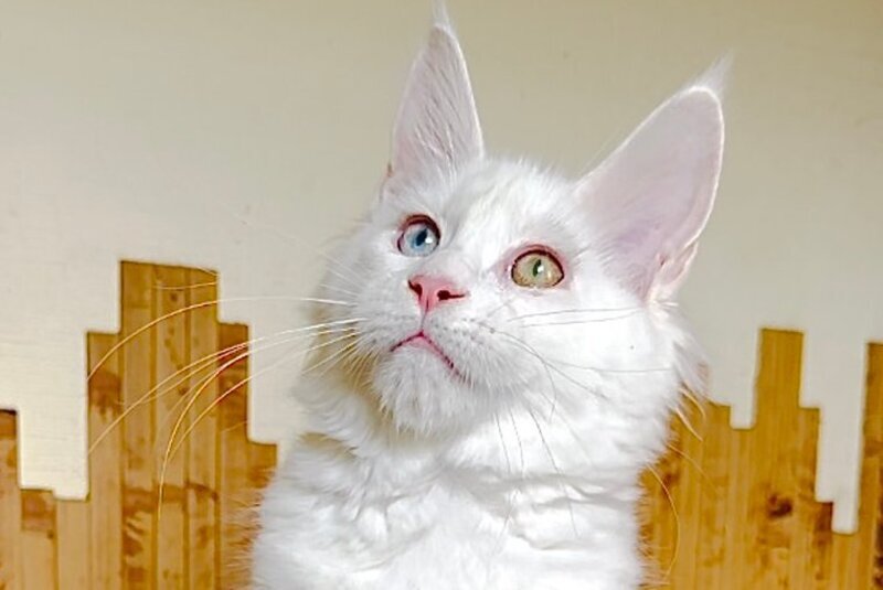 Uma Maine Coon polydactyl female, white