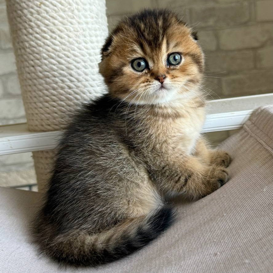 Fiona Scottish Fold female, black golden ticked tabby