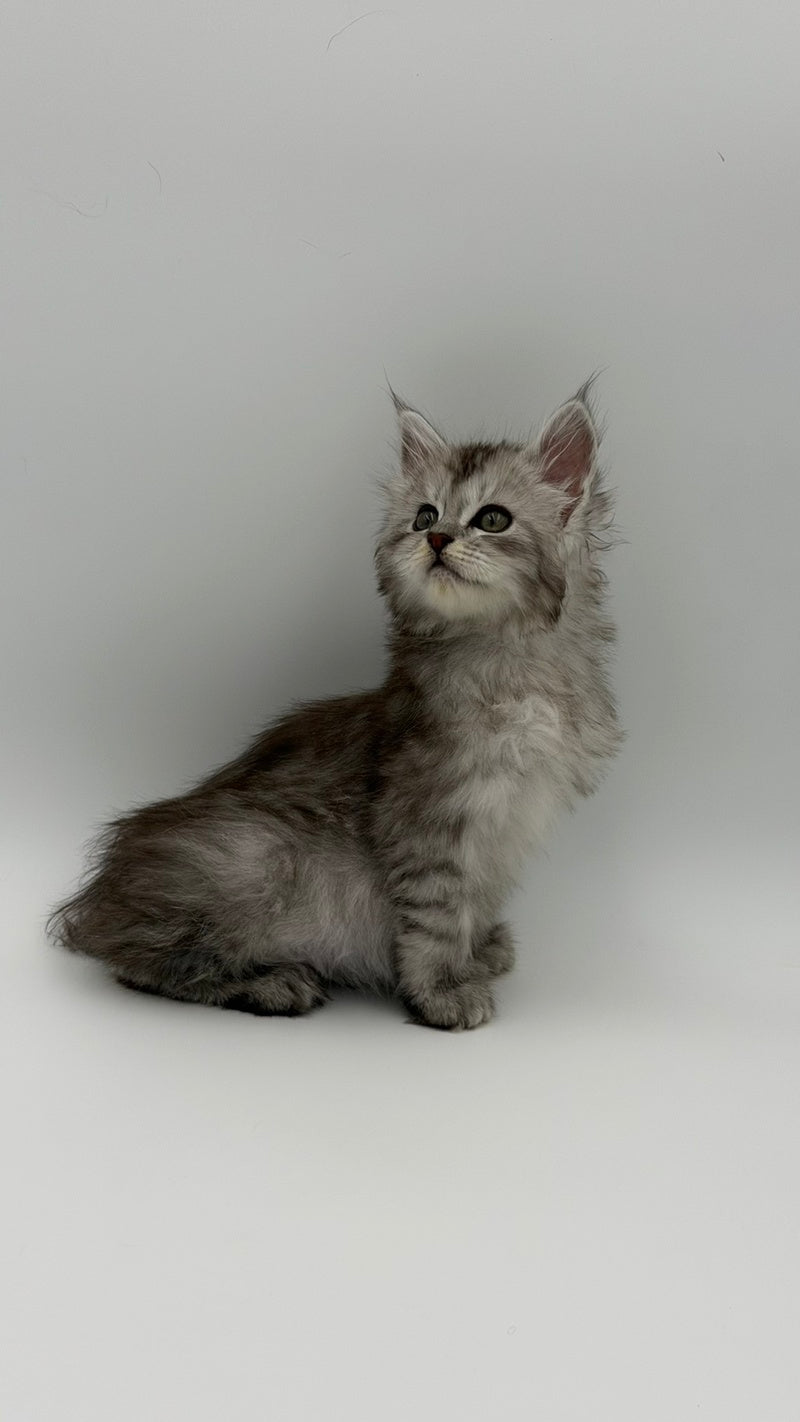 Marta Maine Coon polydactyl female, black silver spotted tabby