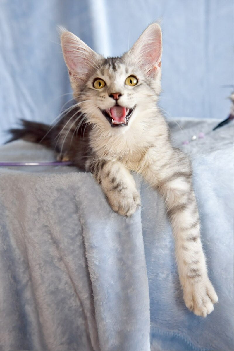 Ulina Maine Coon female, black silver tabby