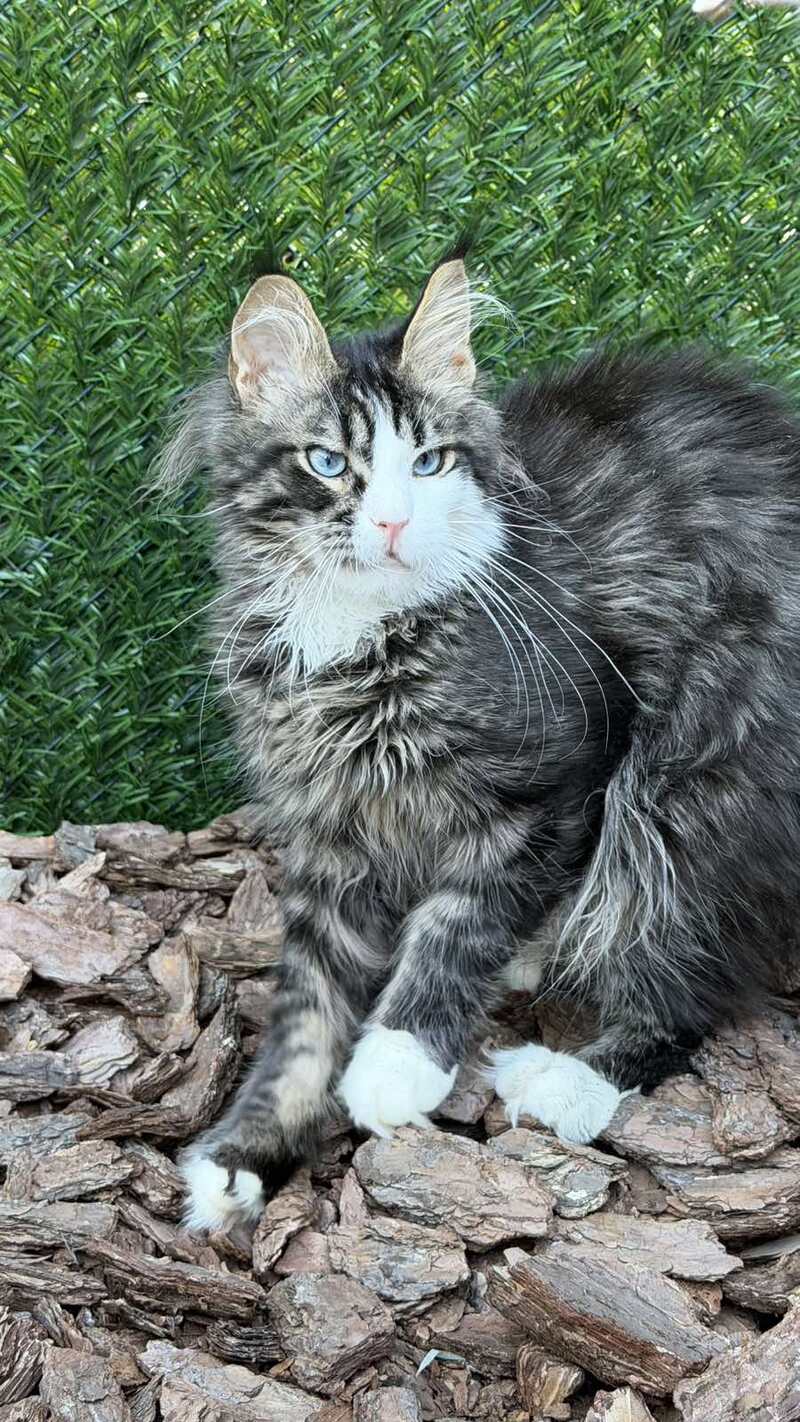 Dior Maine Coon male, black tabby with white