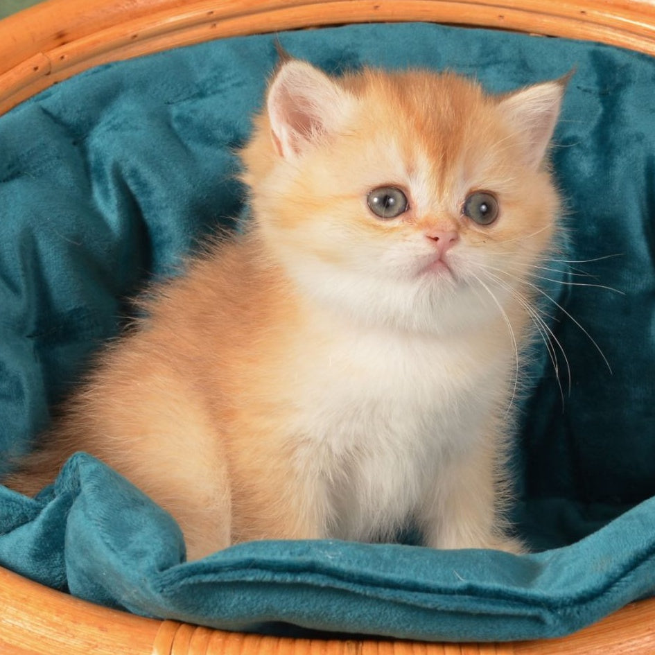 Paulina British Shorthair female, chocolate golden shaded
