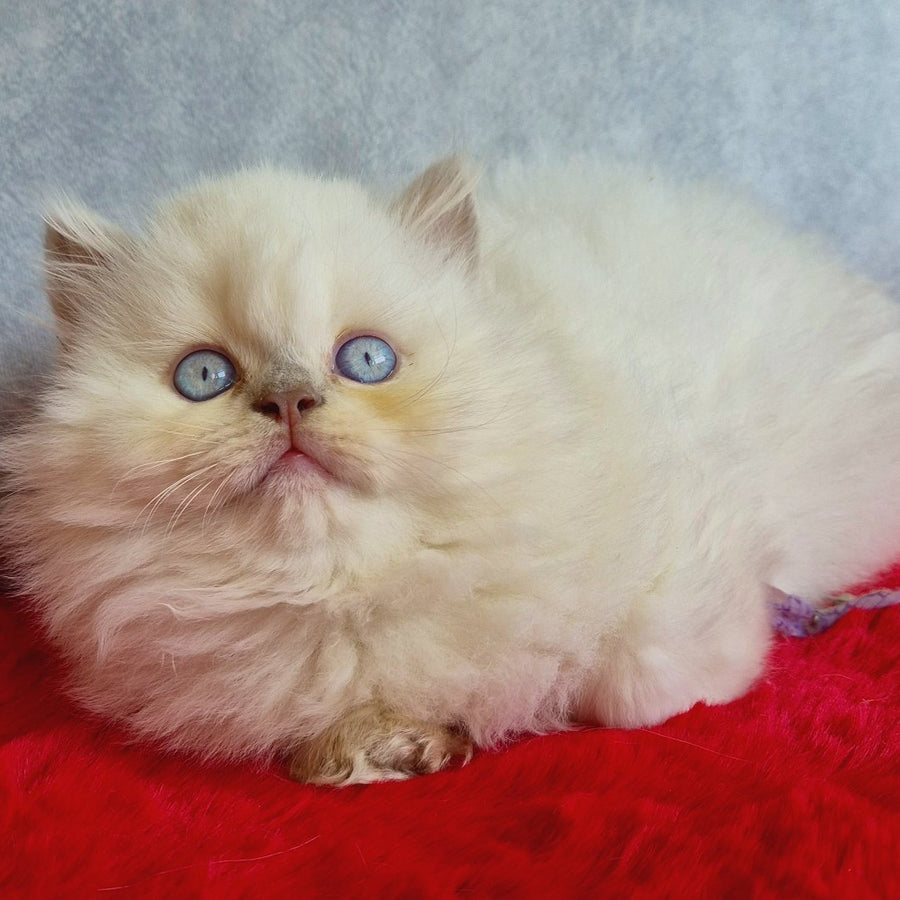 Djoker British Longhair male, blue golden shaded pointed