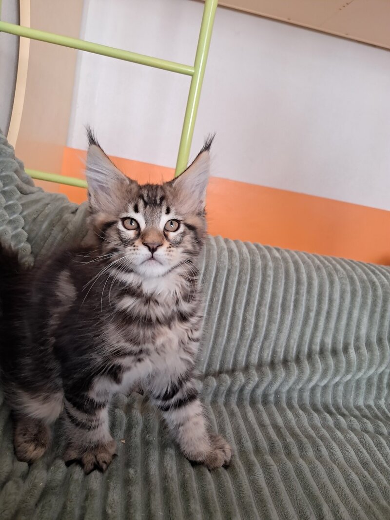 X-Archi Maine Coon male, black tabby