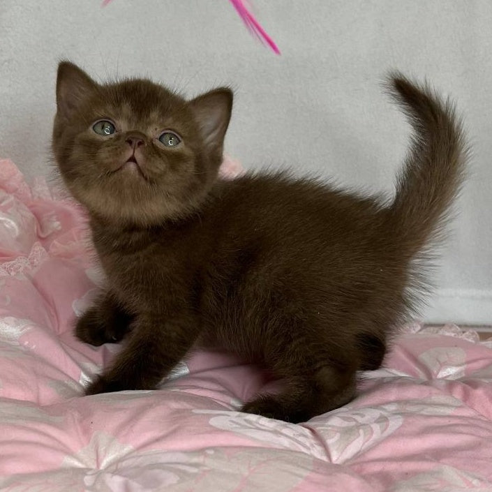 Buffy British Shorthair female, chocolate
