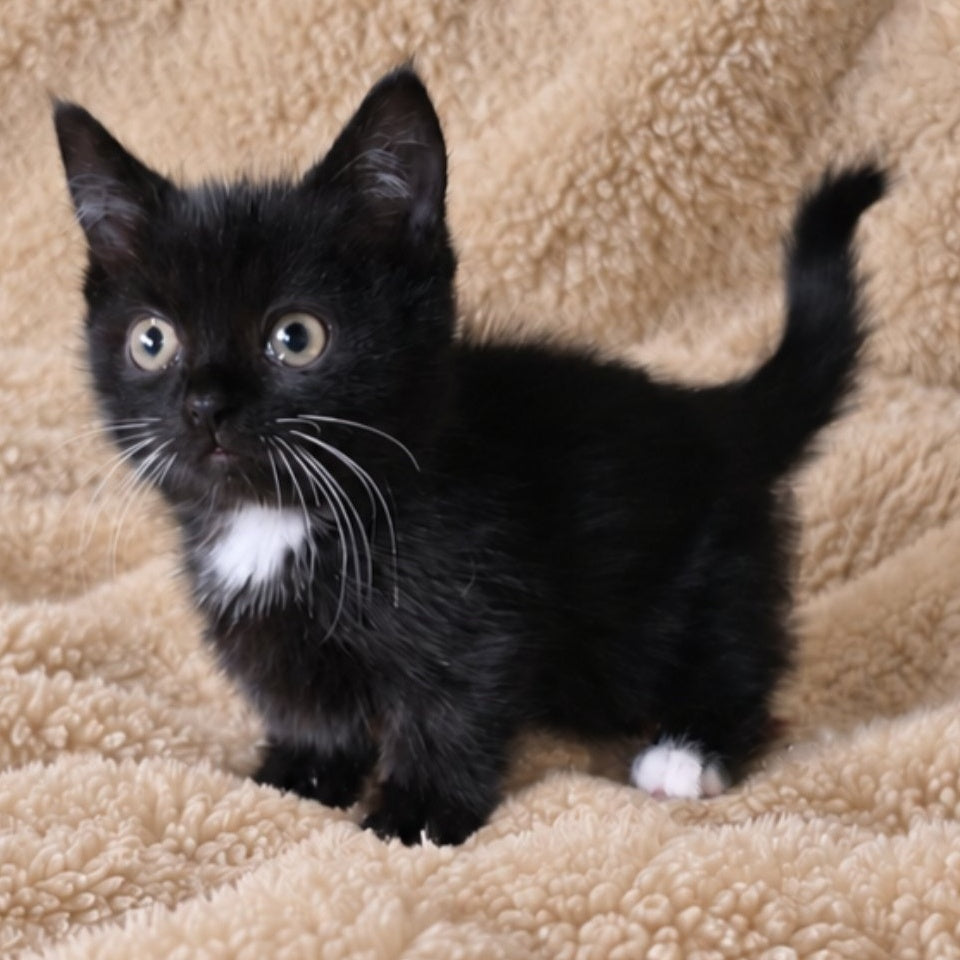 Nuar Munchkin male, black with white