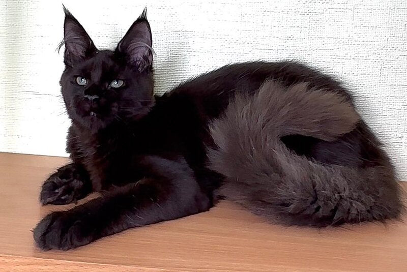 King Maine Coon male, black with white