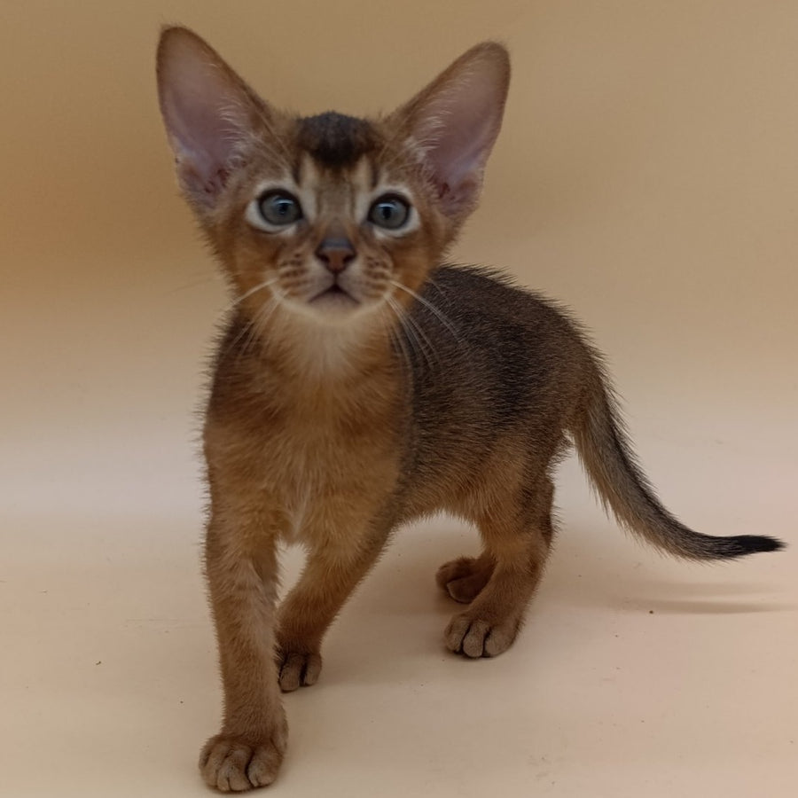 Mikkel Abyssinian male, ruddy