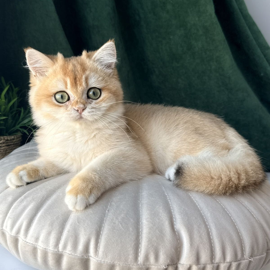 Ferdinand British Shorthair male, black golden chinchilla