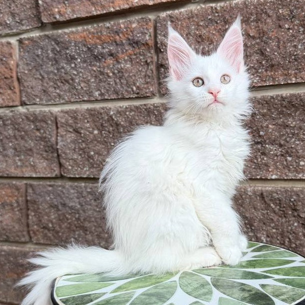 Xena Maine Coon female, white