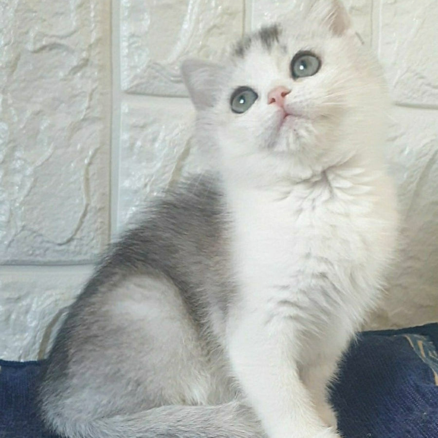 Poll British Shorthair male, black silver ticked tabby bicolour