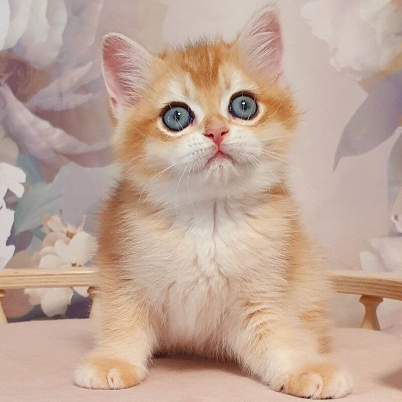 Wasilisa British Shorthair female, black golden chinchilla