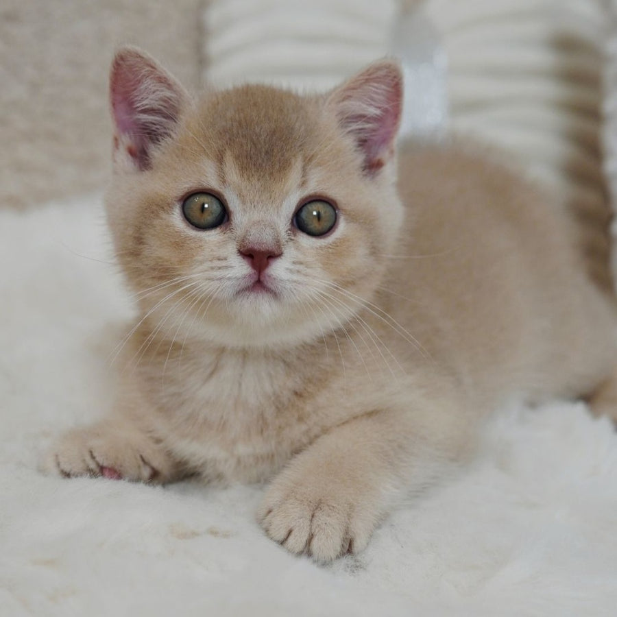 Winston British Shorthair male, fawn ticked tabby