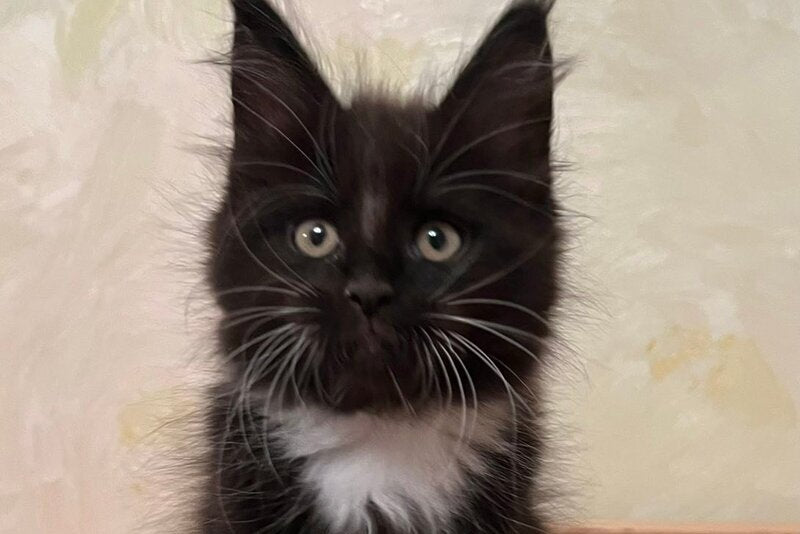 Joseph Maine Coon male, black bicolour