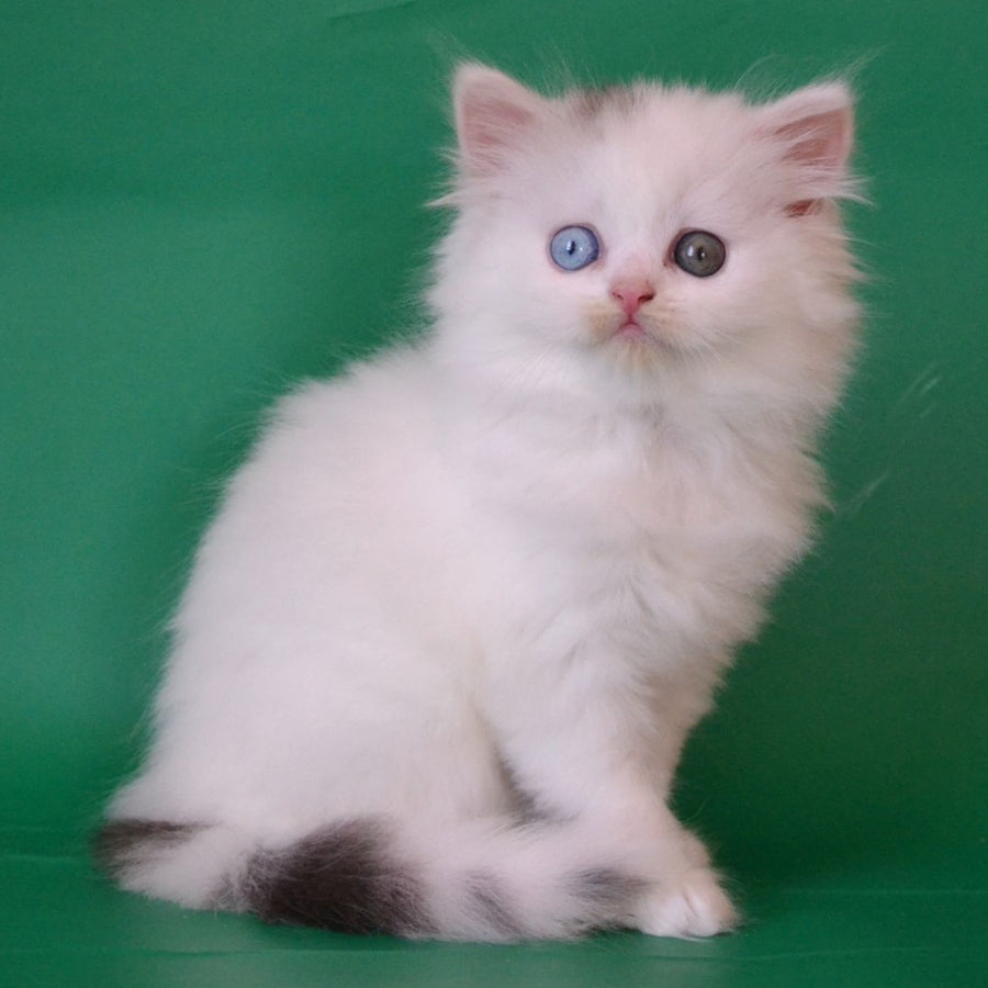 Oscar Scottish Straight male, black silver tabby van