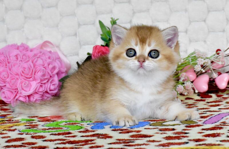 Warya British Shorthair female black golden shaded - live animals