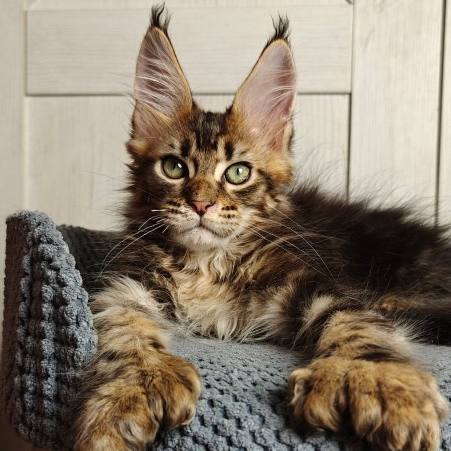 Zeppelin Maine Coon polydactyl 7x7x6x6 male, black tabby
