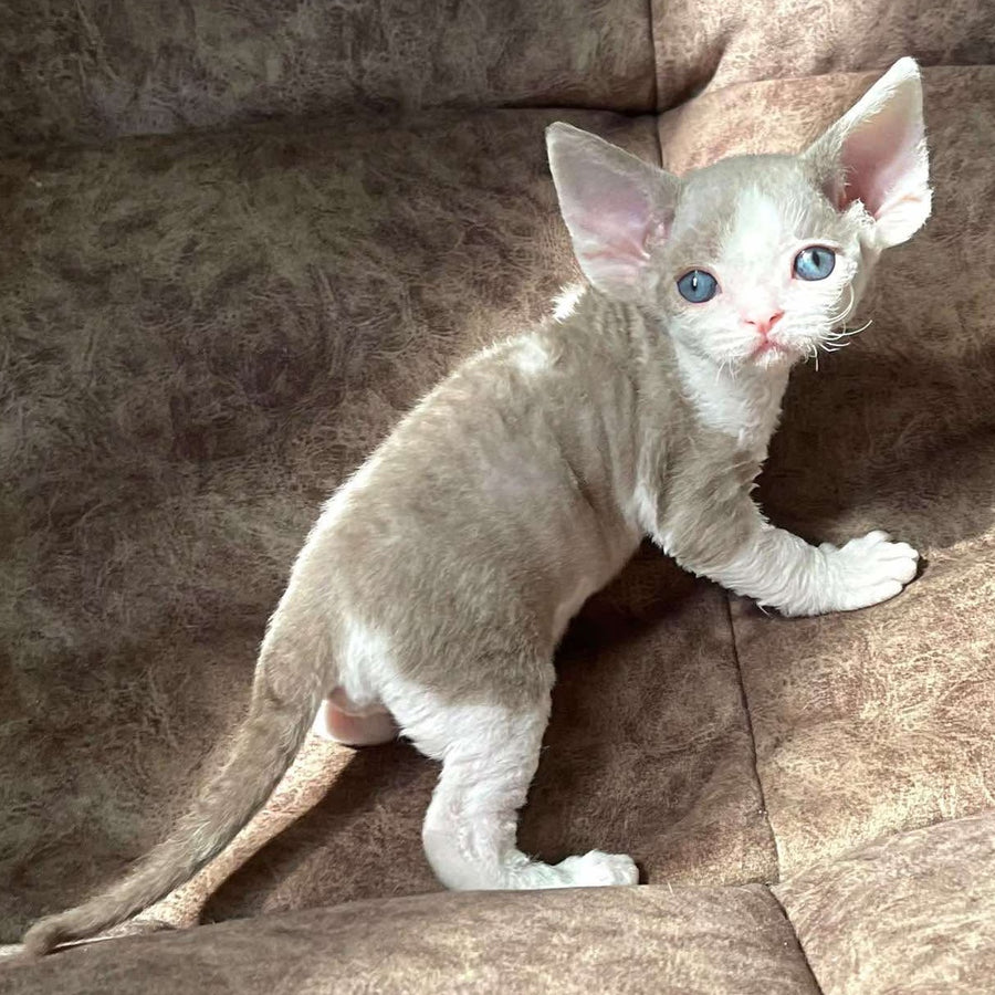 Vania Devon Rex male, fawn bicolour