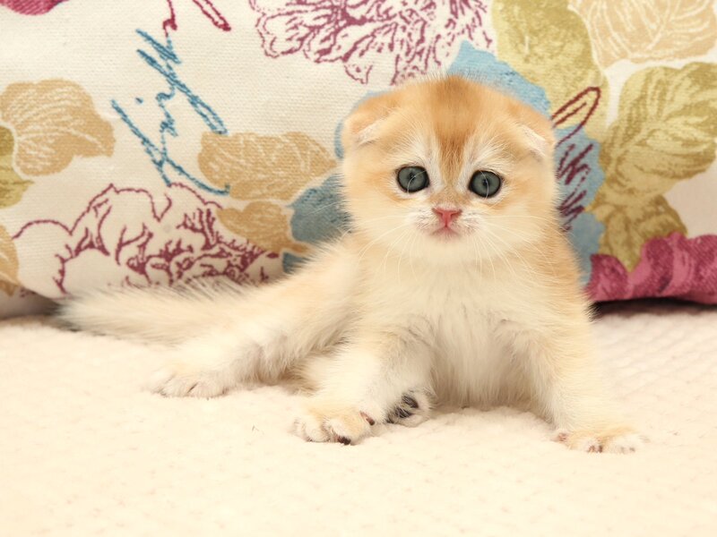 Yantar Scottish Fold male black golden chinchilla - live animals