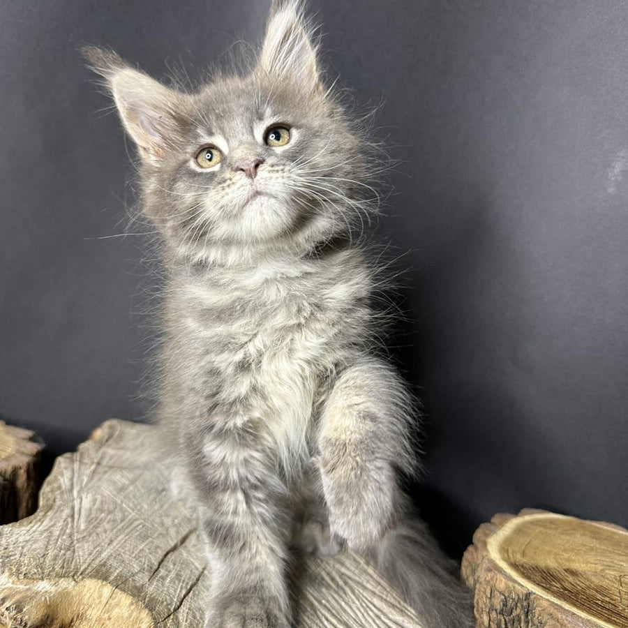Piper Maine Coon female, blue tabby