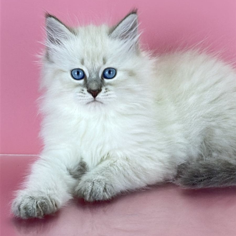 Zenia Siberian female, blue tabby pointed