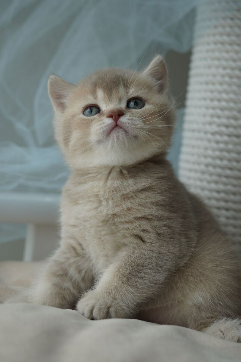 Ronan British Shorthair male, chocolate ticked tabby