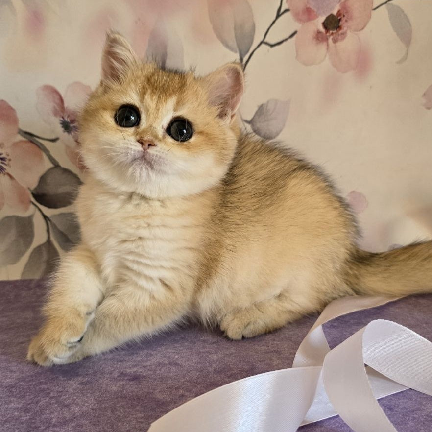 Antonina British Shorthair female, black golden shaded