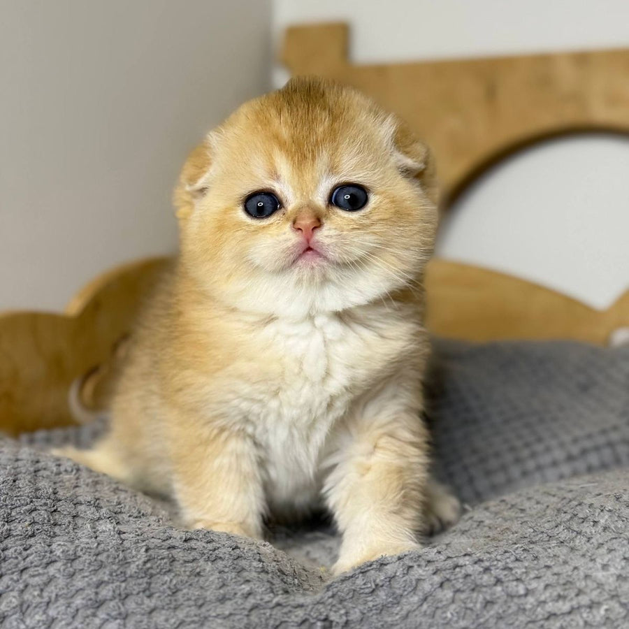 Nils Scottish Fold male, black golden chinchilla