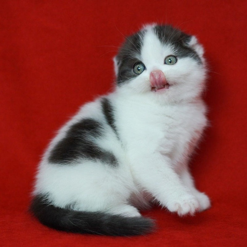 Tic Tac Scottish Fold male, black silver harlequin