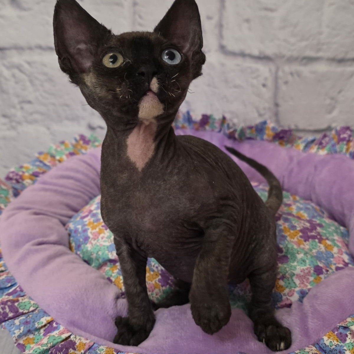 Sofia Devon Rex female, black with white