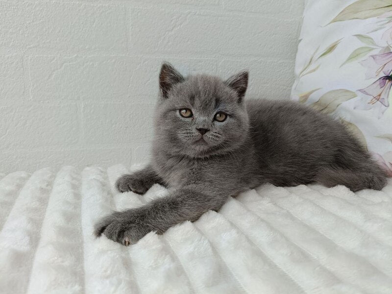 Vincent Scottish Straight male blue - live animals