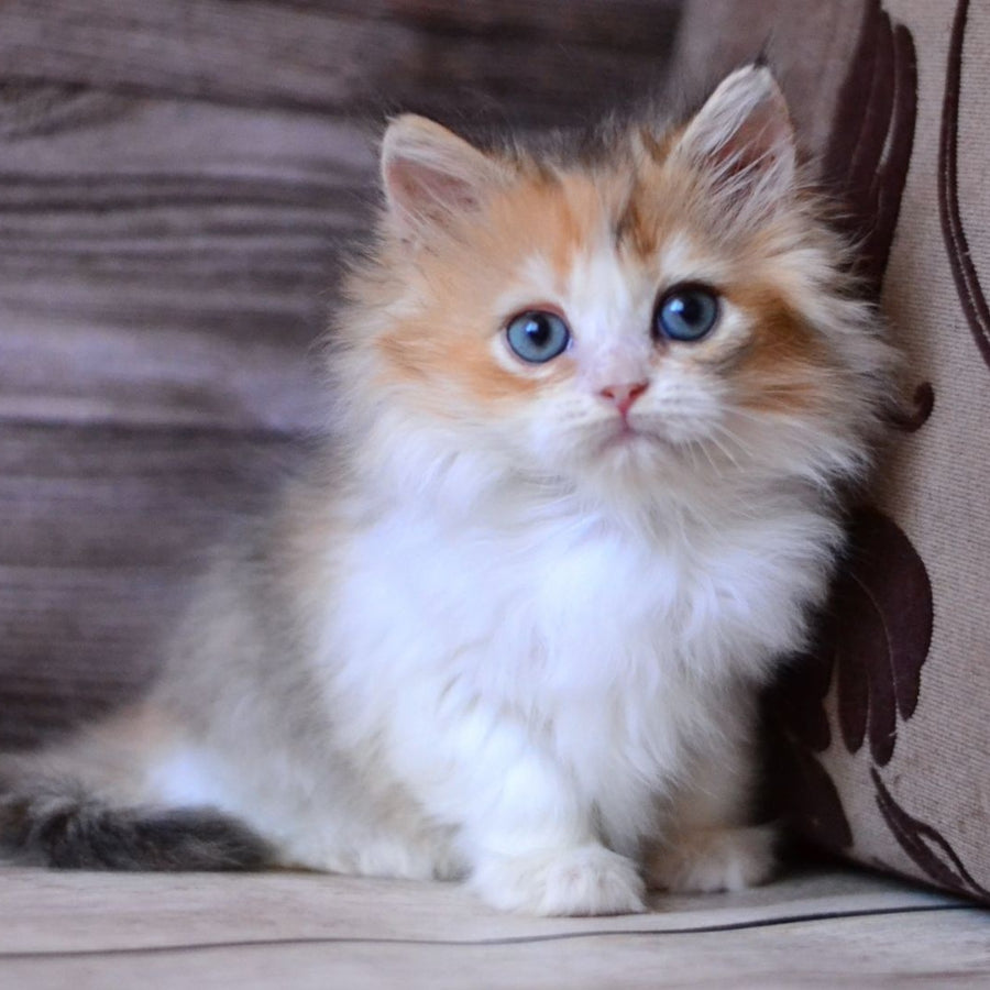 Iriska British Longhair female, black tortie bicolour