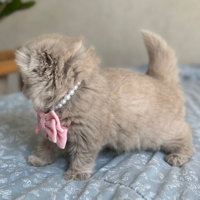 Lava Scottish Fold female, lilac