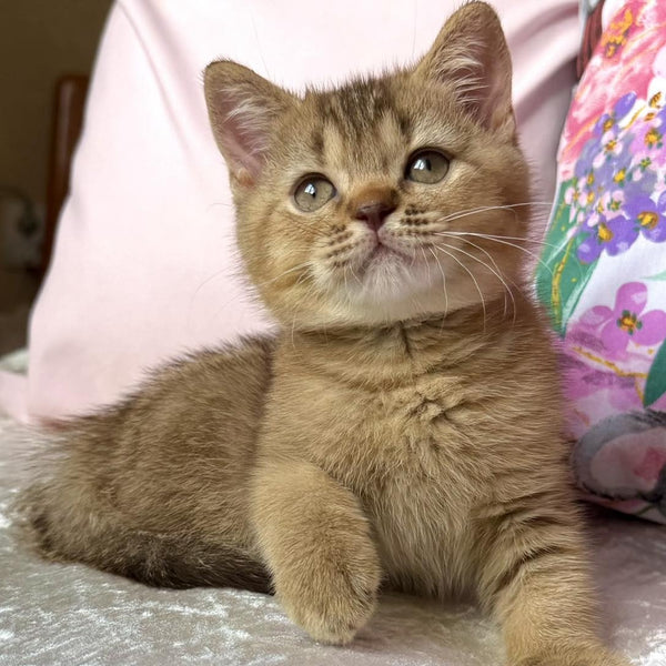 Mete British Shorthair male, cinnamon ticked tabby