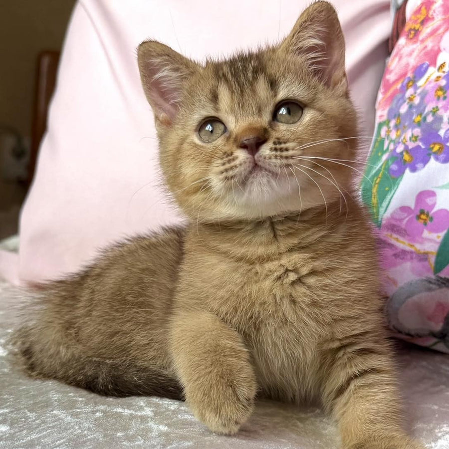 Mete British Shorthair male, cinnamon ticked tabby