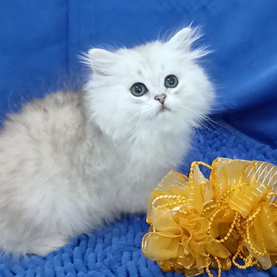Lesly British Longhair female, black silver shaded