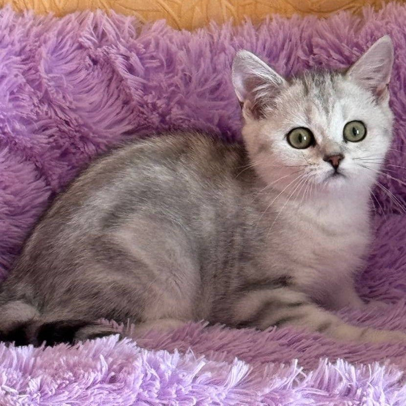 Stefani British Shorthair female, black silver tabby
