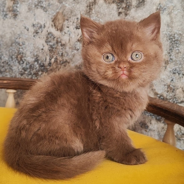 Barney British Shorthair male, cinnamon