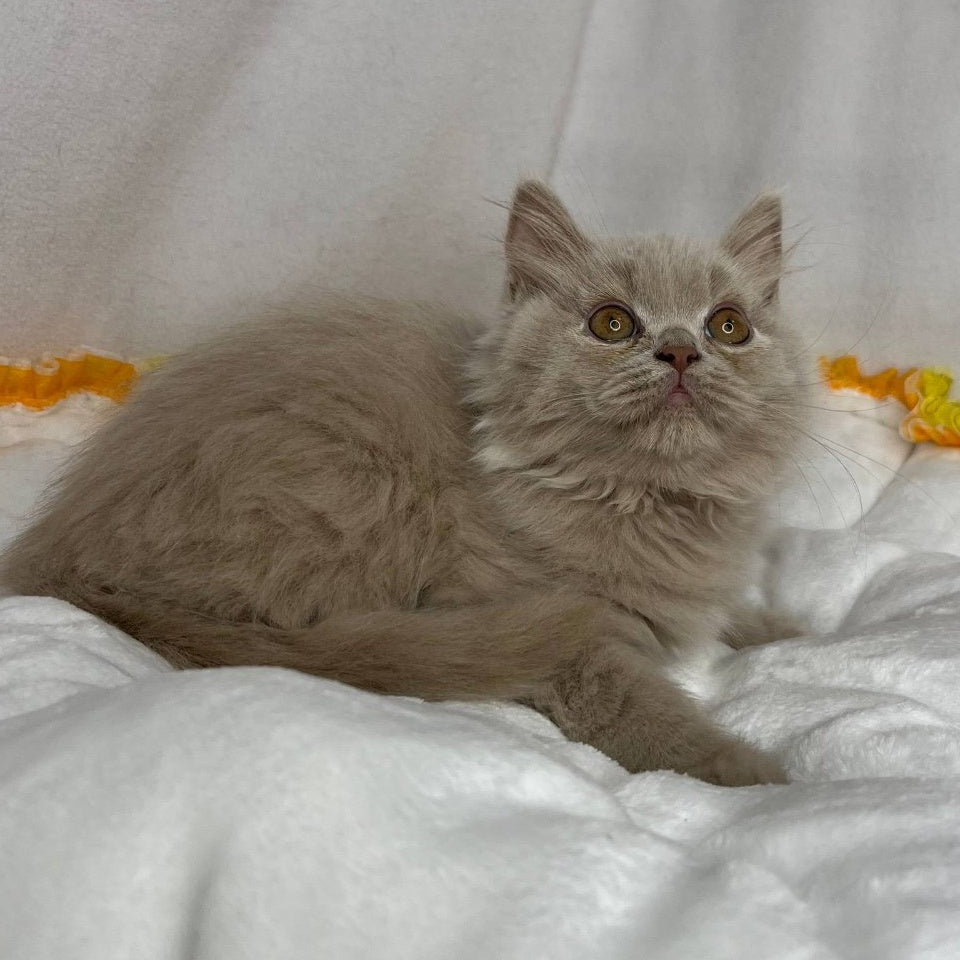 Walter British Longhair male, lilac