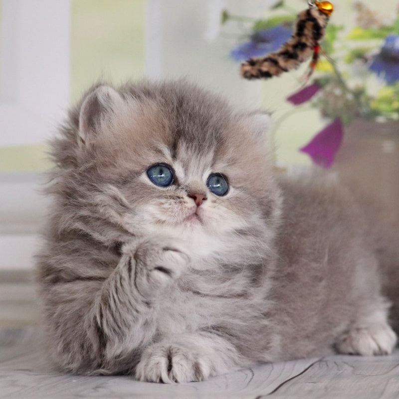 Ximena British Longhair female, blue golden shaded