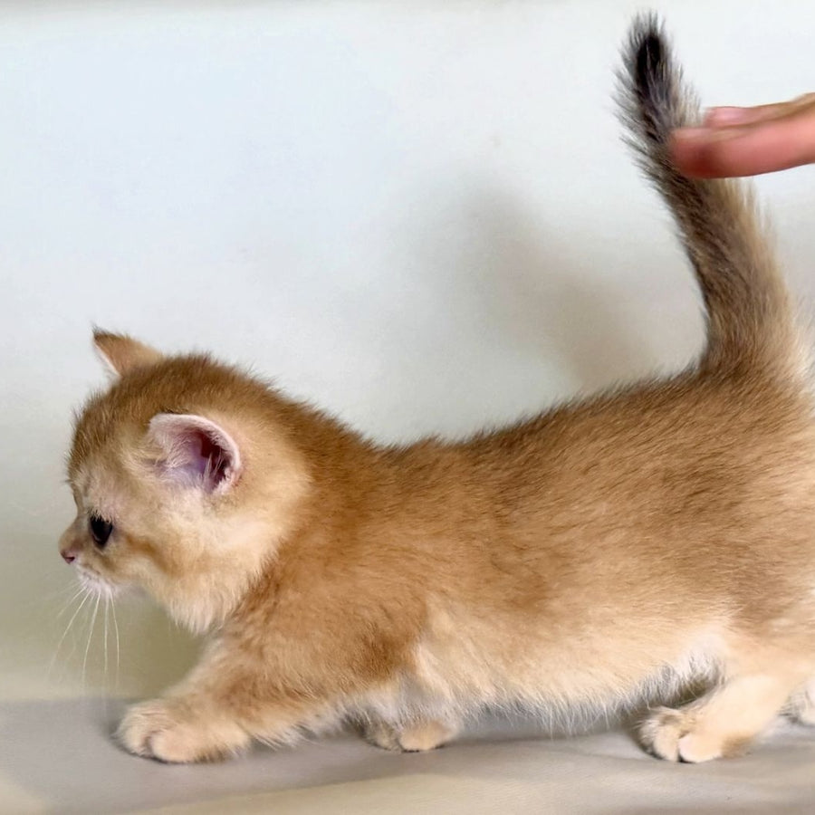 Qamra Munchkin female, black golden shaded