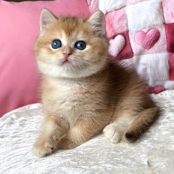Fantic British Shorthair male, black golden chinchilla
