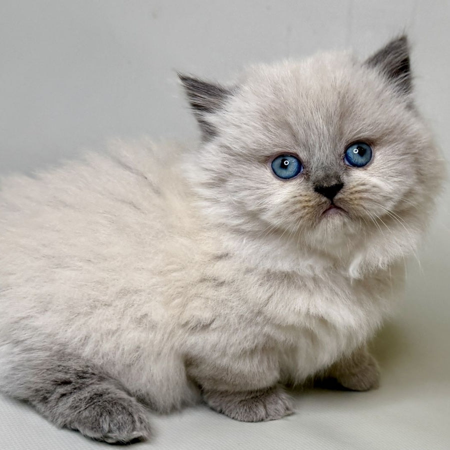 Savage Munchkin female, lilac shaded pointed