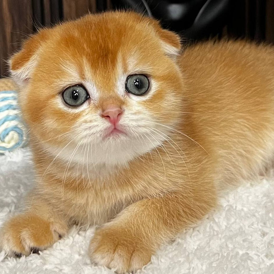 Nefertiti Scottish Fold female, black golden chinchilla