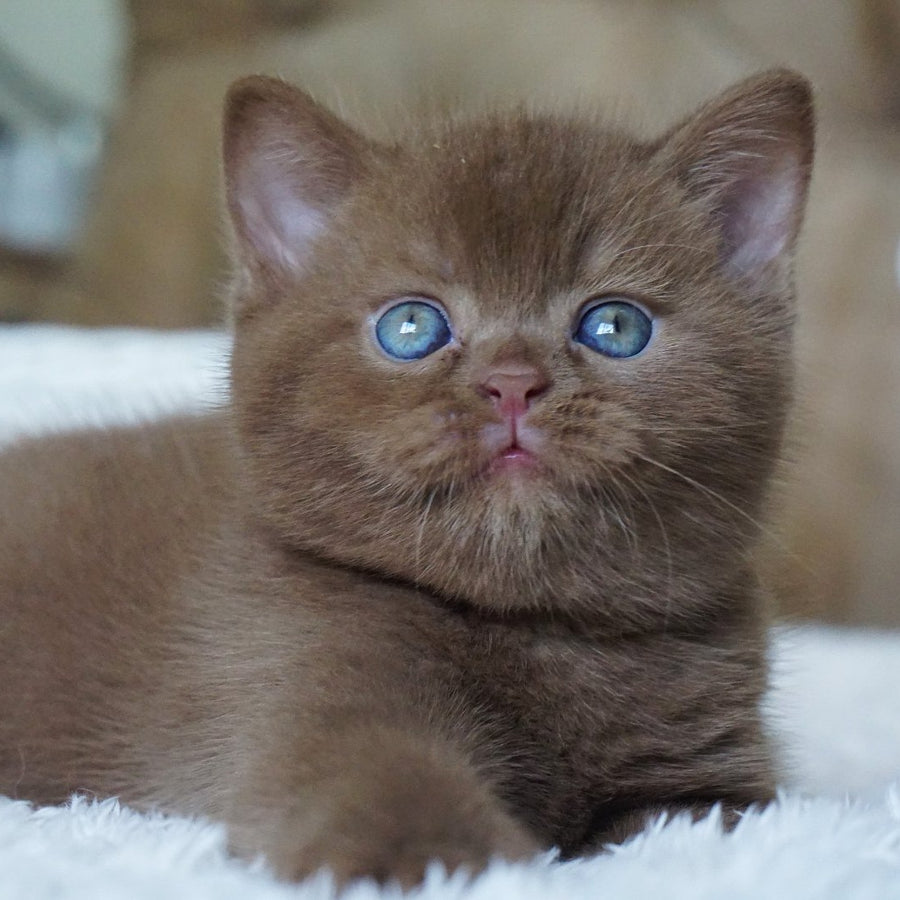 Miki British Shorthair male, cinnamon