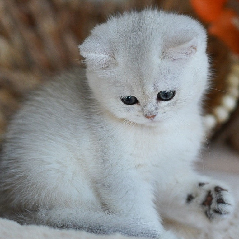 Cindy British Shorthair female, black silver shaded