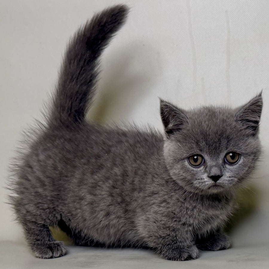 Obi Munchkin female, blue