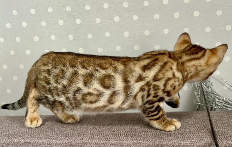 Texas Bengal male black spotted tabby - live animals