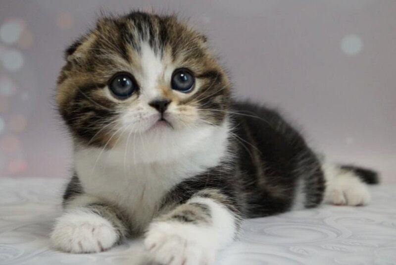 Marcus Scottish Fold male, black tabby bicolour